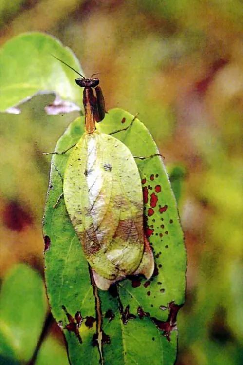 螳螂吃掉自己丈夫的头,螳螂为什么吃掉配偶螳螂吃蛇