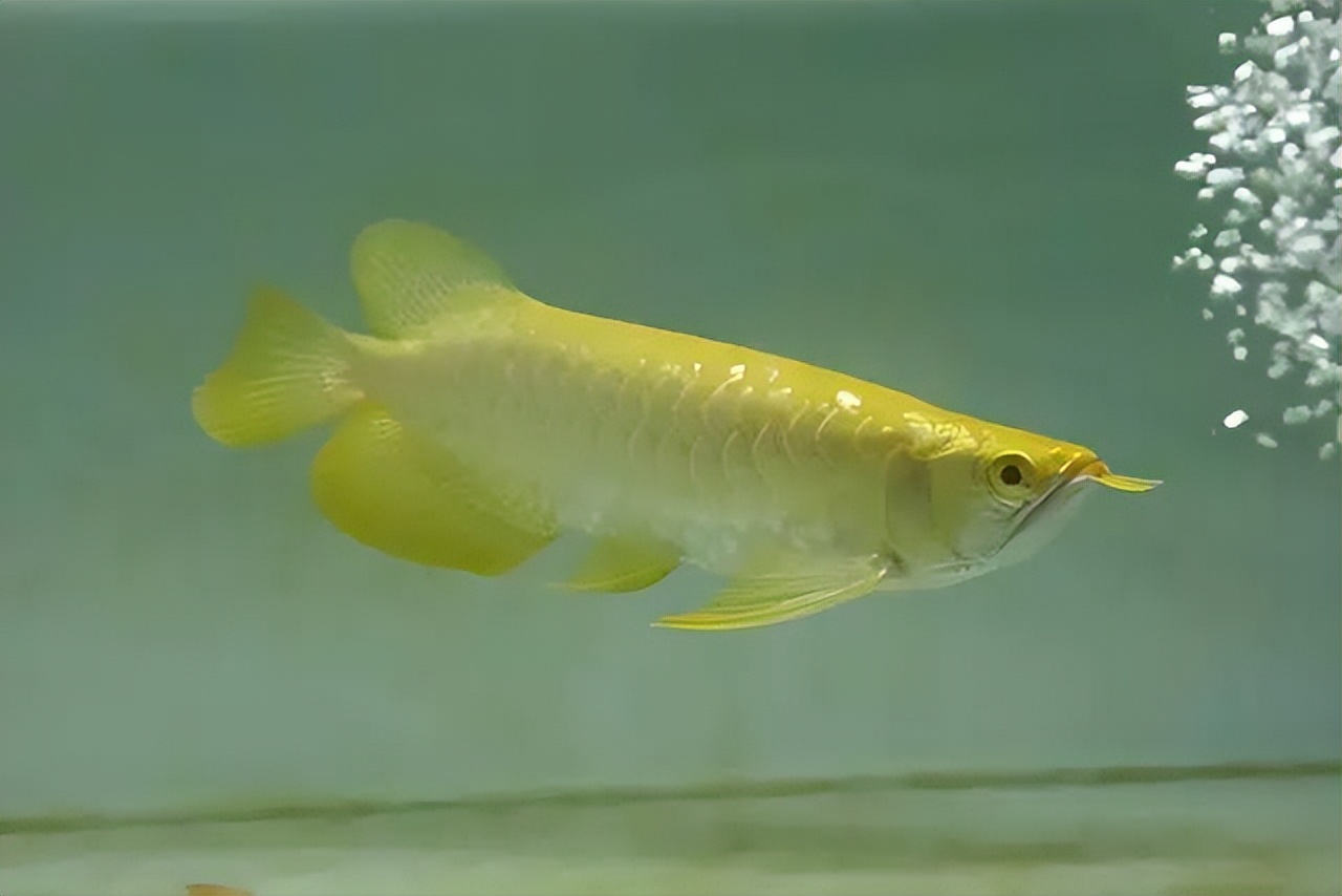 我把价值近十万的龙鱼虎鱼冻在了冰柜里