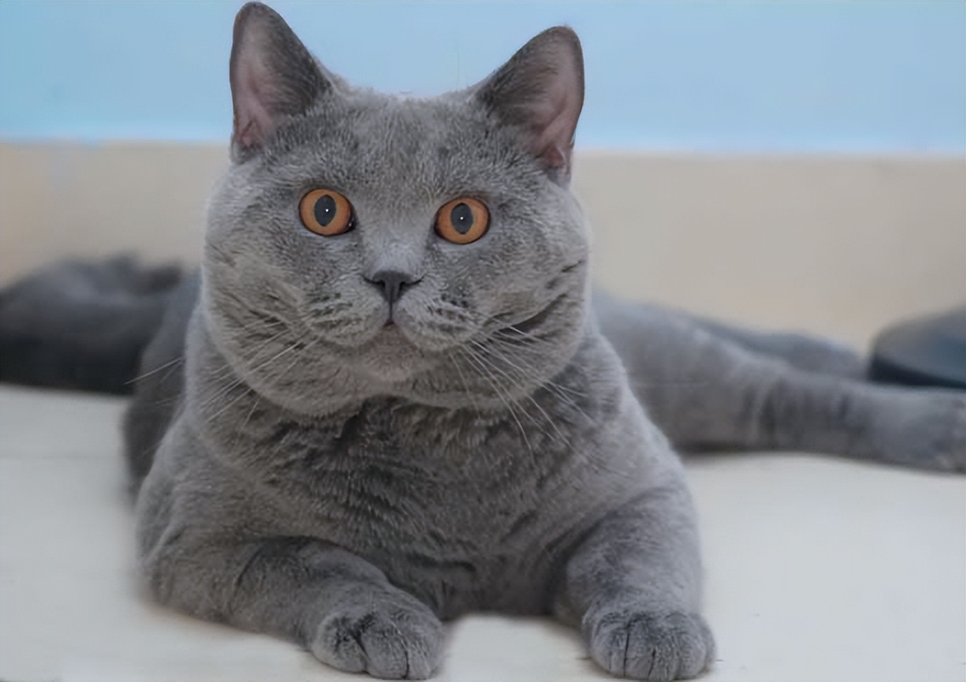 怕热的猫咪,哪个猫咪最怕热