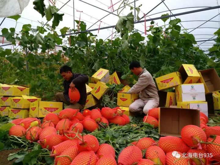 北海现代农业生态园,北海农业种植