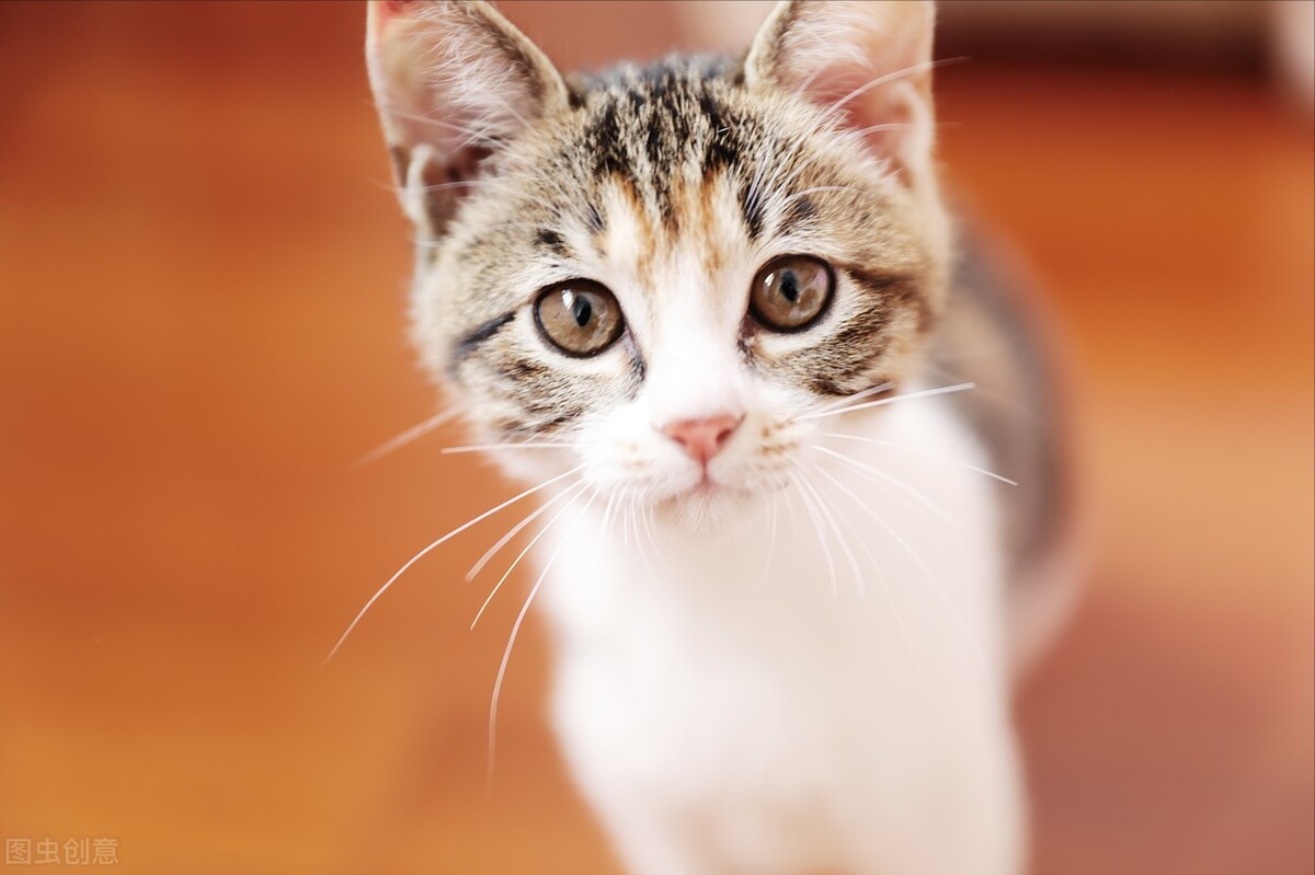 如何预防猫瘟最有效的方法,猫瘟致死