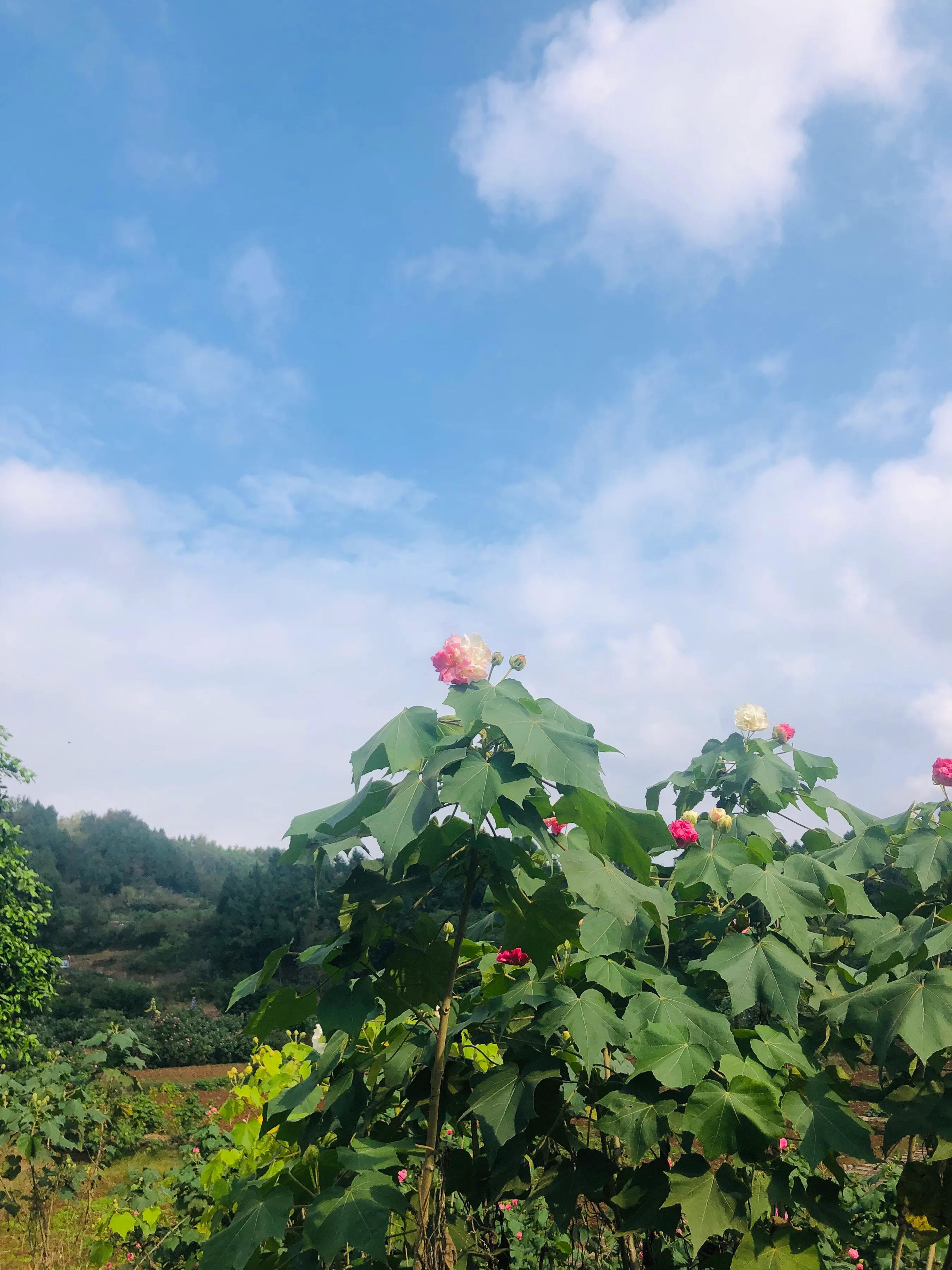 閲戝爞椴滆姳灞辫胺鍊煎緱鍘诲悧,閲戝爞椴滆姳灞辫胺娓歌