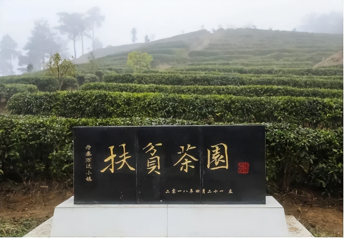 丹寨高山云雾茶,丹寨茶园
