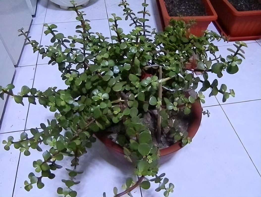 吸甲醛养什么树好风水,什么树可以除甲醛适合放客厅