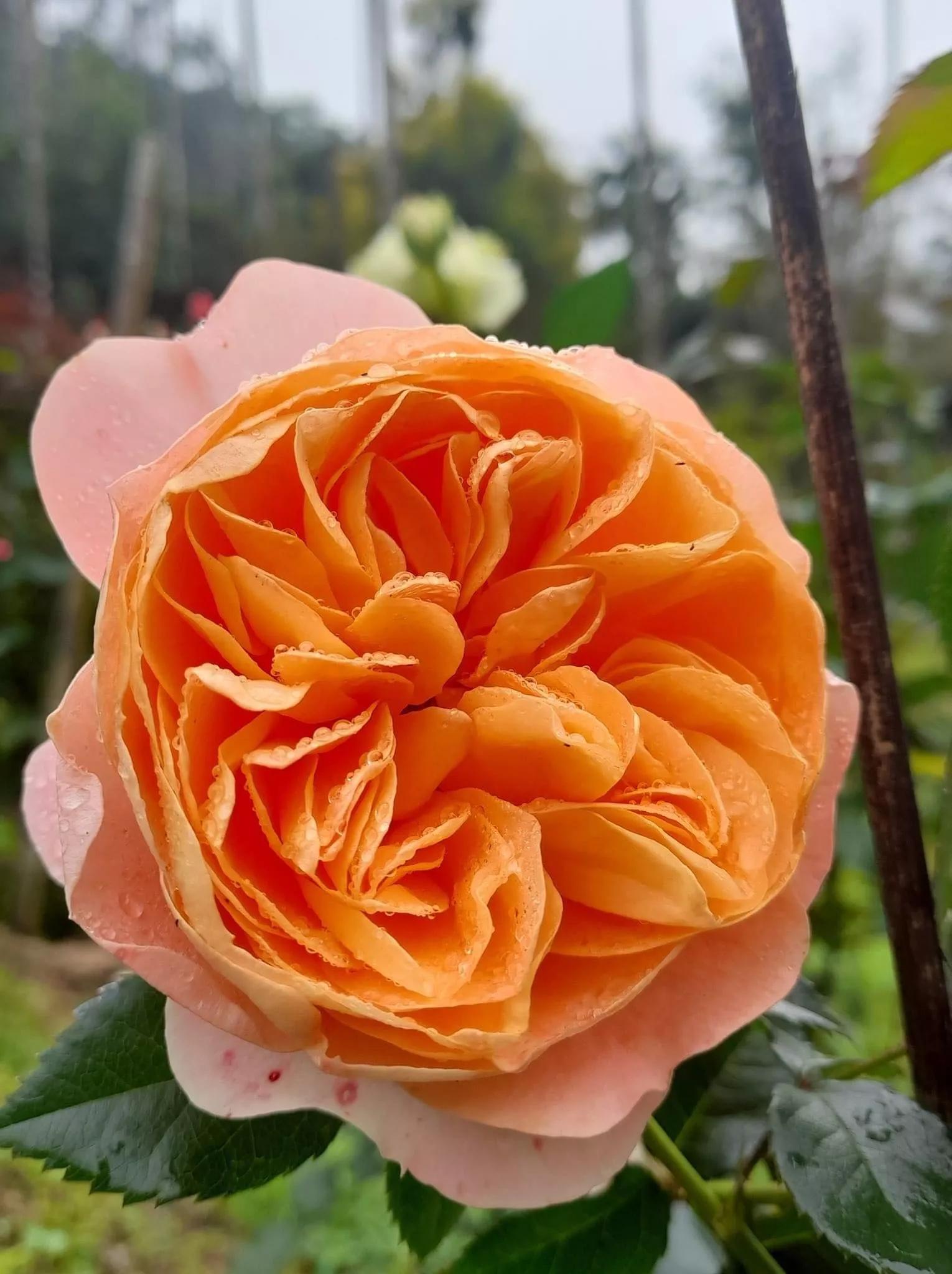 月季品种醉花,月季品种大全及图片欣赏