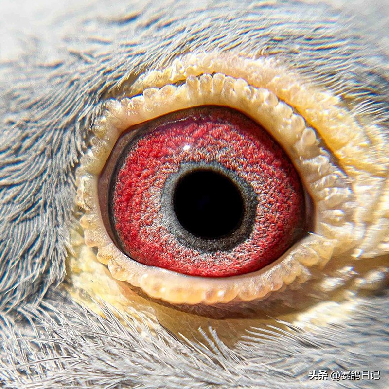 各大公棚冠军鸽,维多利亚公棚