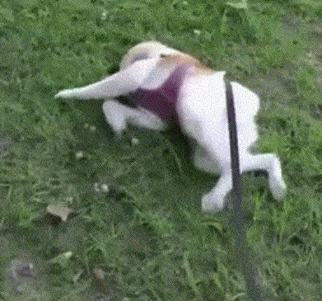 这样的阴间猫狗审美,早该翻车了