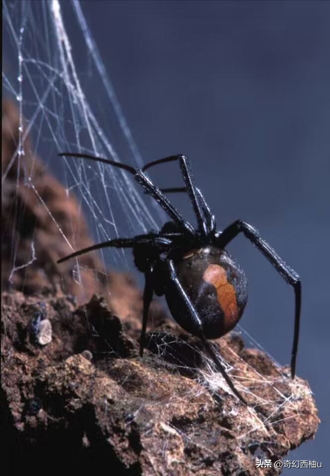 为什么雄性会被雌性吸引,为什么雄性动物对雌性有占有欲