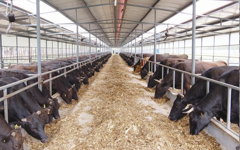 肉牛养殖技术西门塔尔牛养殖视频,生牛养殖和肉牛养殖的区别