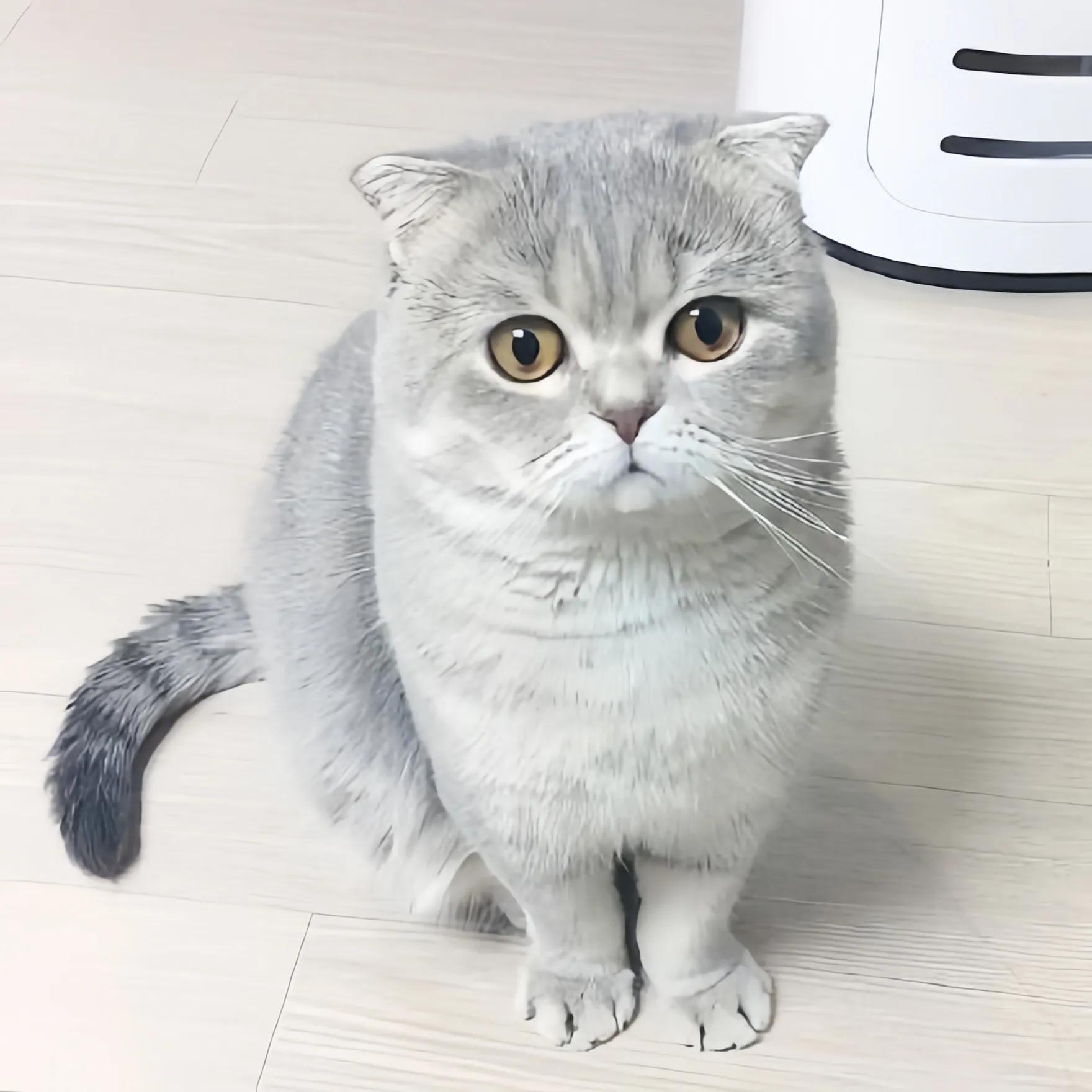 猫咪品种推荐500元以内,叫蒜头的猫咪是什么品种的