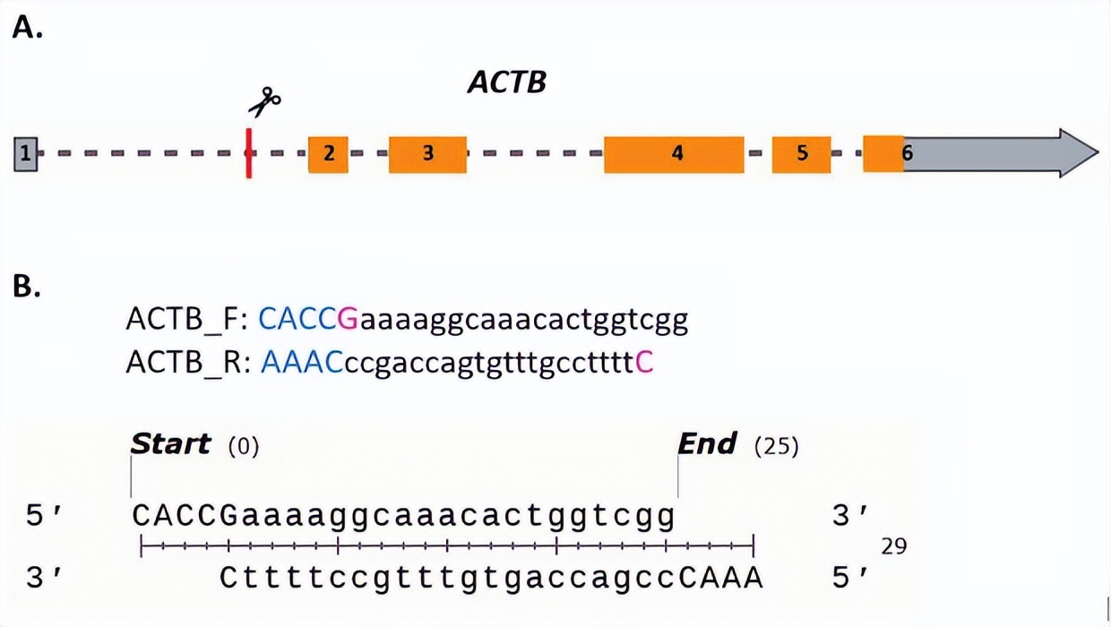 crispr蛋白质定位,crispr蛋白质