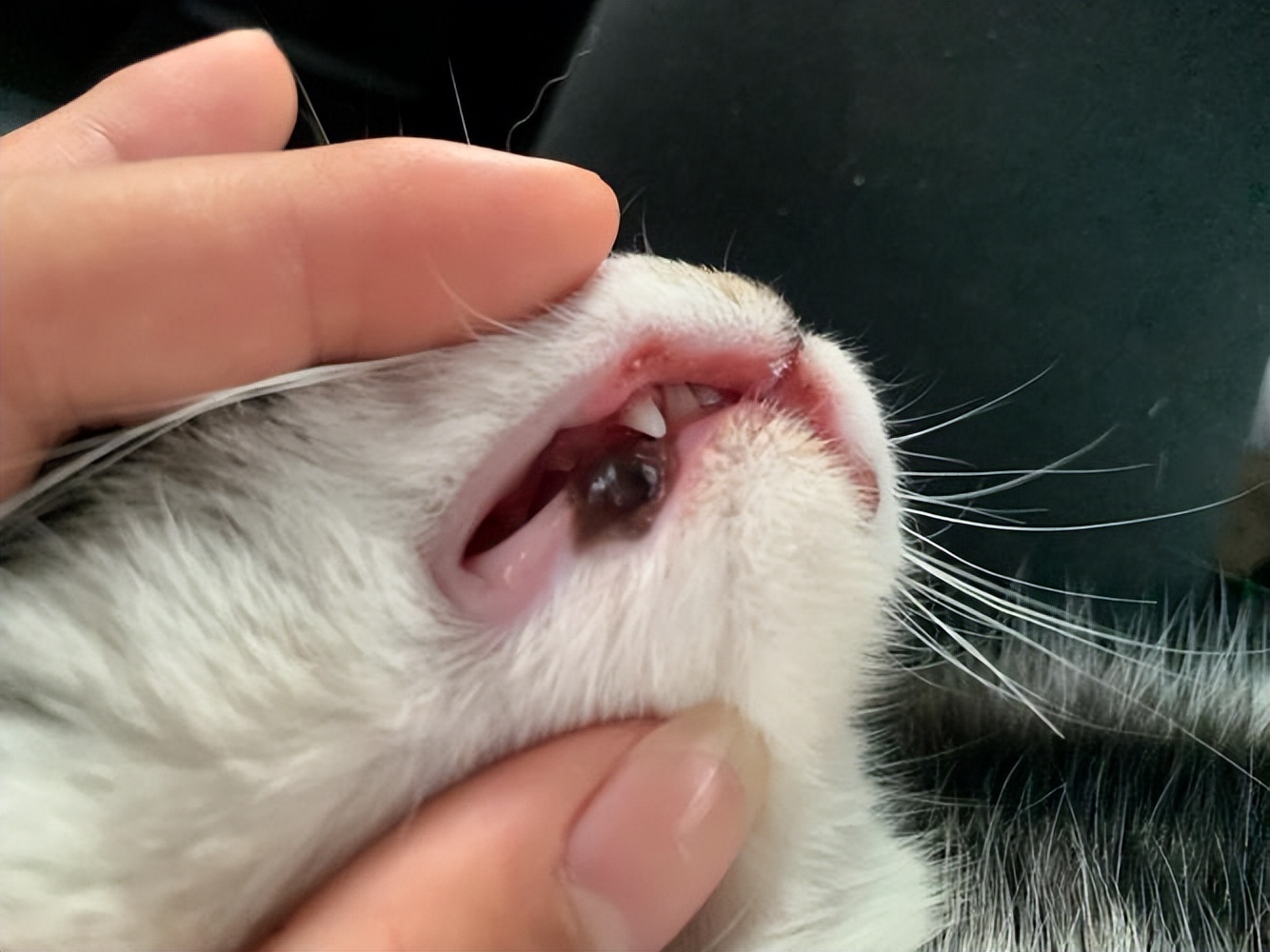 口腔疾病导致口臭怎么治疗,猫咪口臭是什么原因怎么治