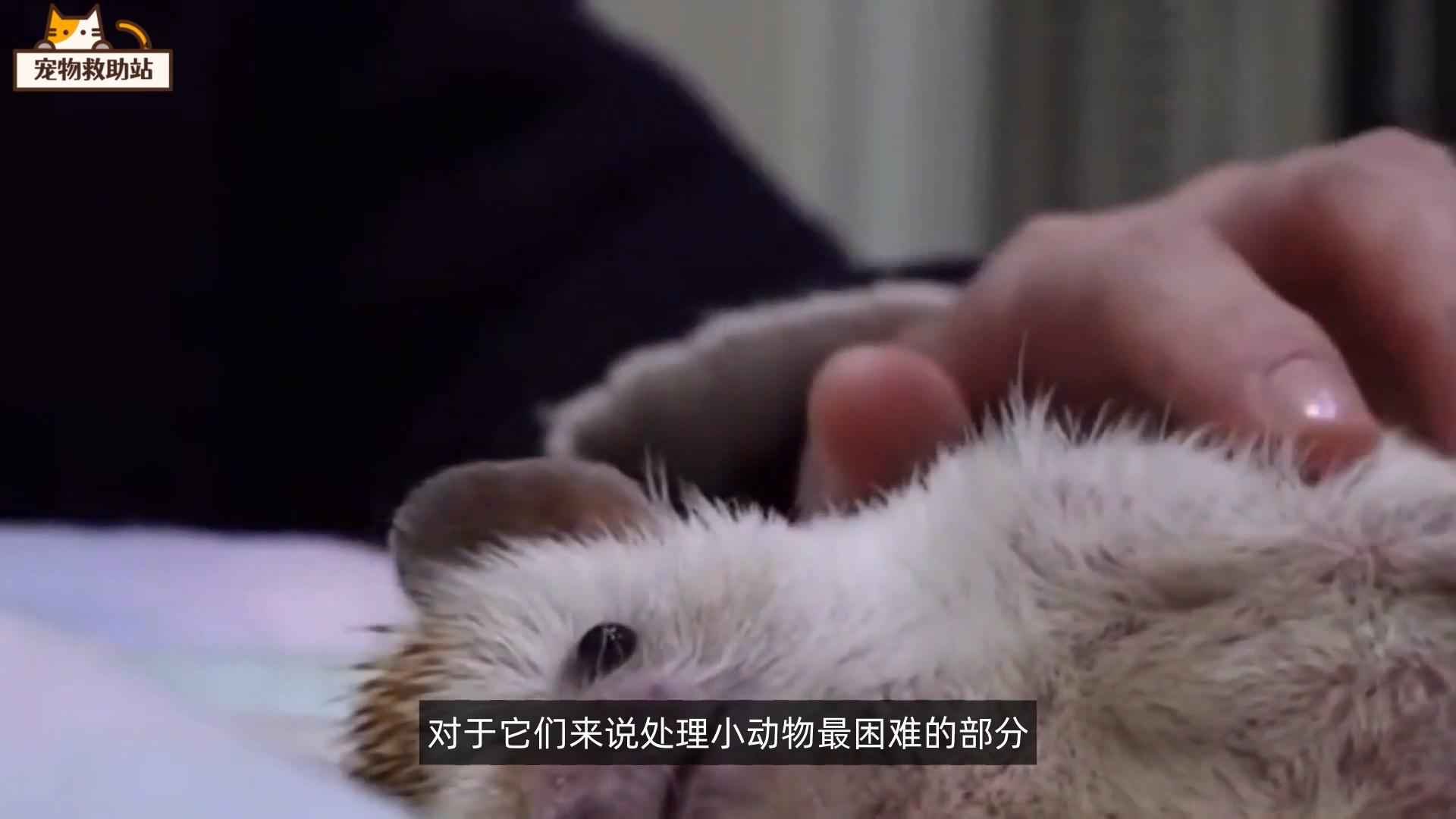 小刺猬生病,小刺猬生病了的视频