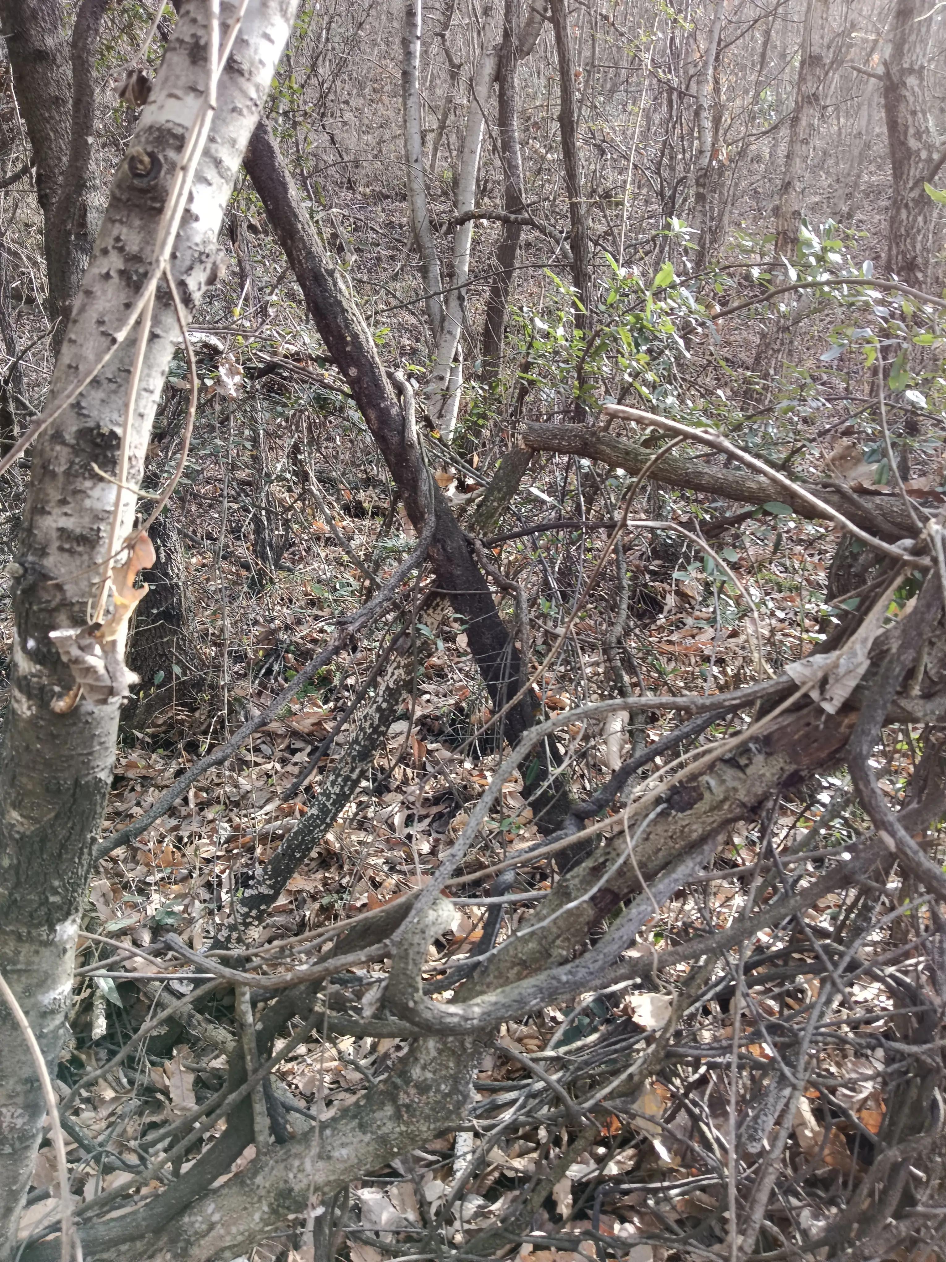 小时候割麦子挑水,小时候父亲割麦子