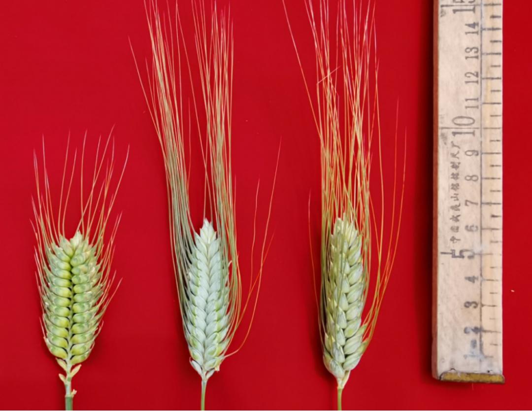 找回老种子,找回遗珠