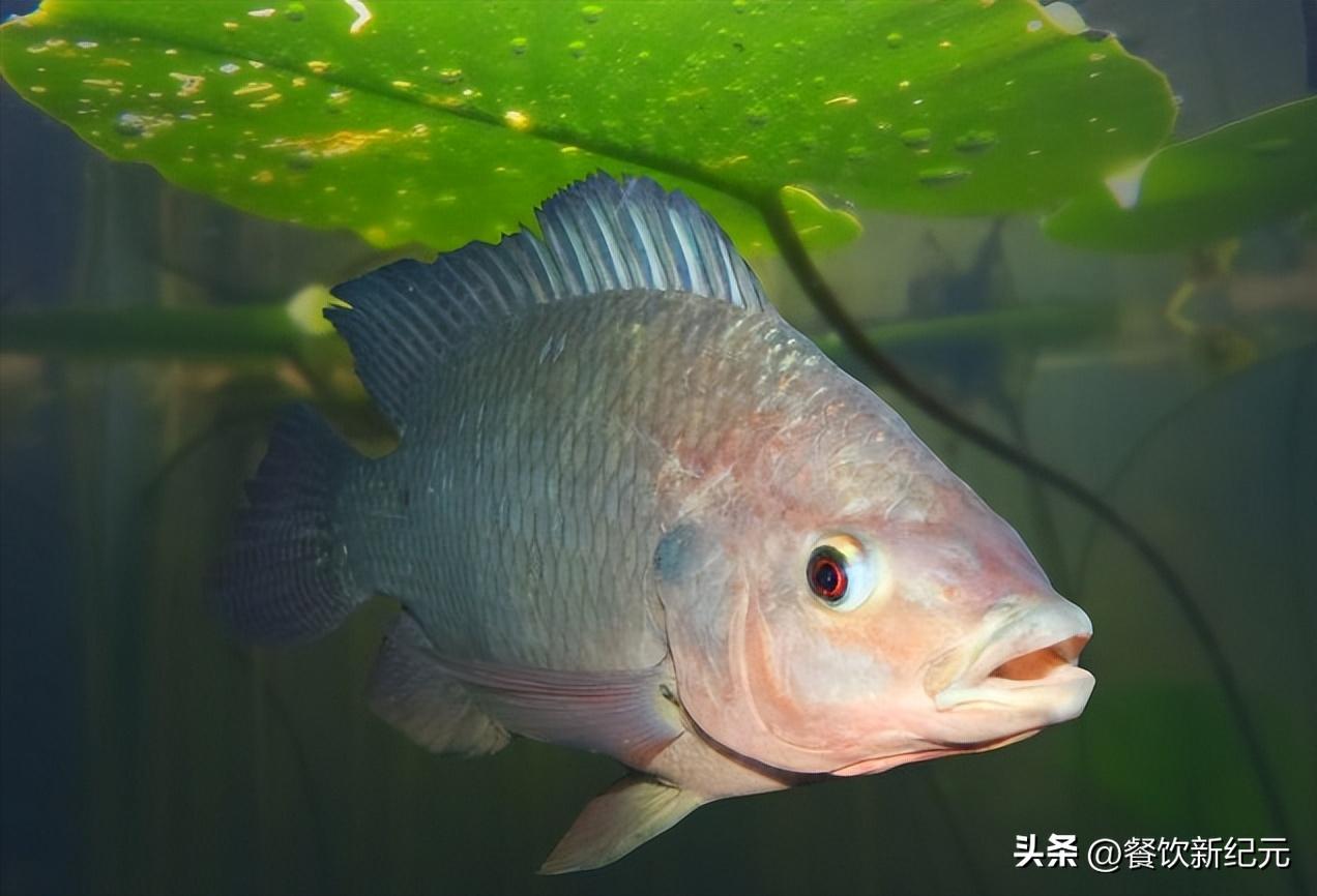 十大外来入侵物种吃货,6种被中国吃货消灭的外来物种