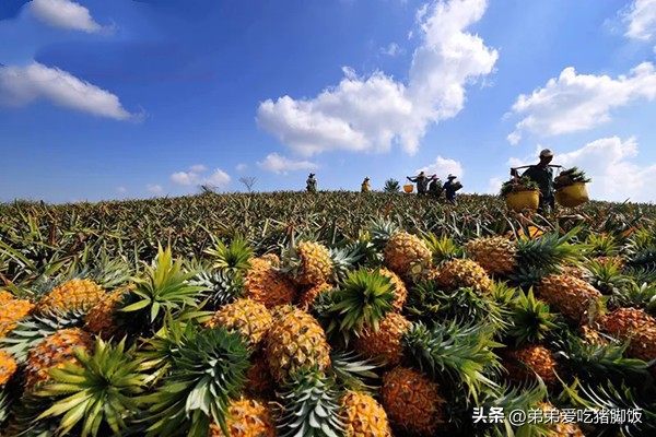 愚公楼菠萝加工厂,愚公楼收菠萝