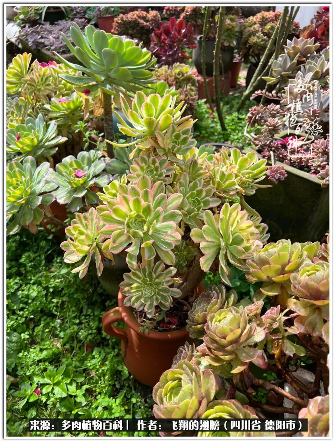 多肉的正确养殖方法冬天怎么养活,多肉怎么养活而且长得快且好看