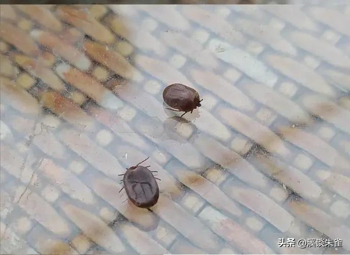 巴西布兰格斯牛和内洛尔牛中,探索双叉巴贝虫和蜱虫的季节性波动