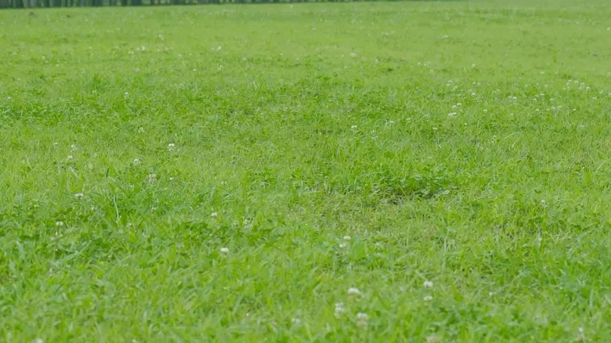 蜱虫致4位老人死亡,河南又一老人因蜱虫病死亡