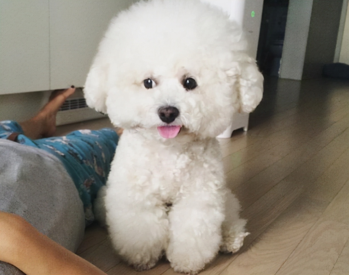 比熊犬“舔尿道口”=“恶心”？主人你错了，看完赶紧重视起来