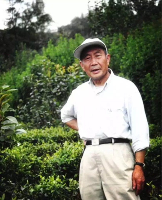 比龙井还好的茶有哪些,比龙井好喝的茶是什么茶