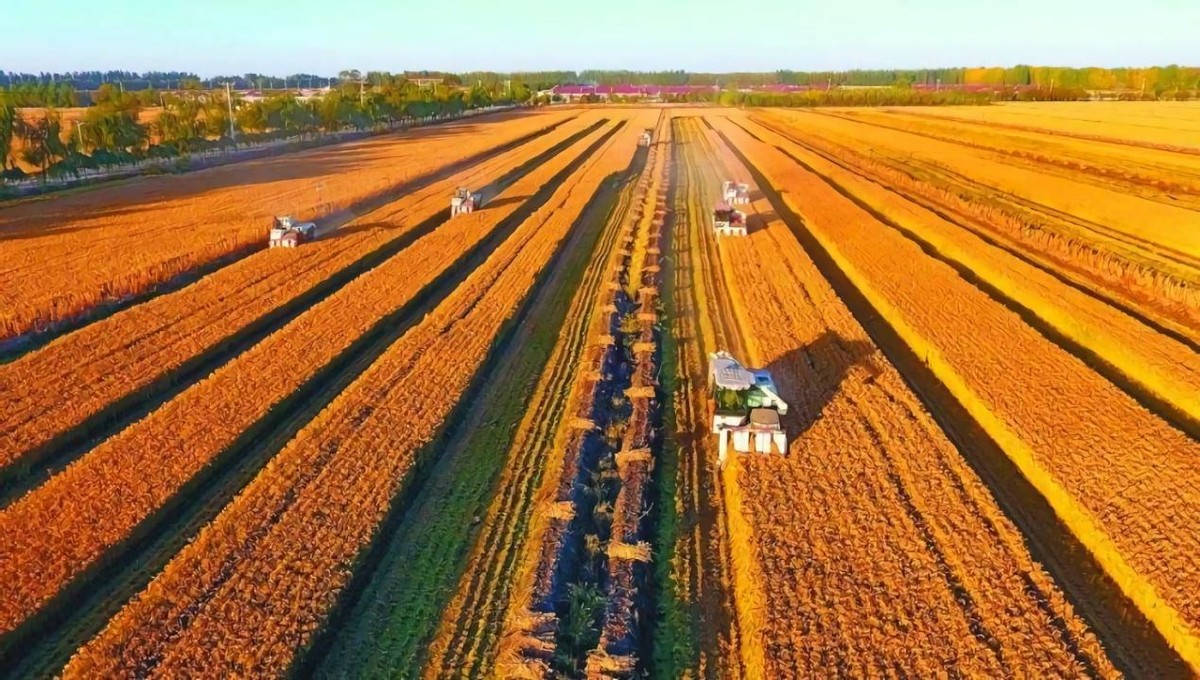 黑土为什么被称为土地中的大熊猫,野生大熊猫值钱吗
