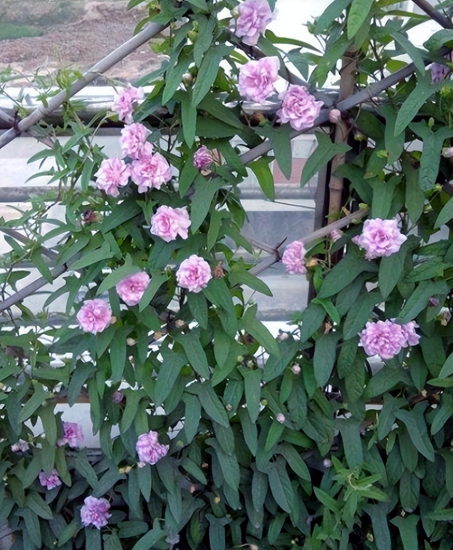 什么花做花墙最好种植,打造花园阳台推荐养什么花