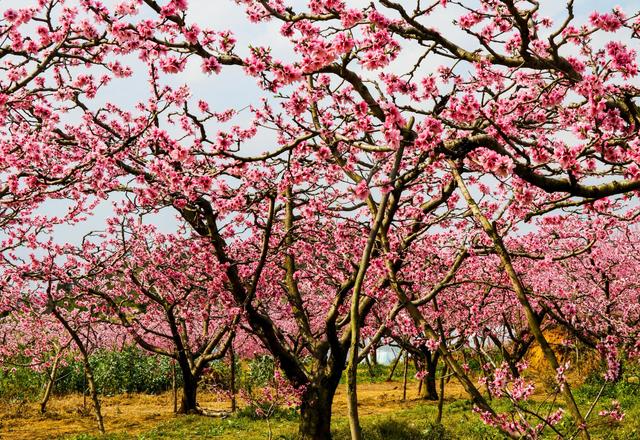 比喻桃花盛开的句子,比喻句桃花是春天的什么