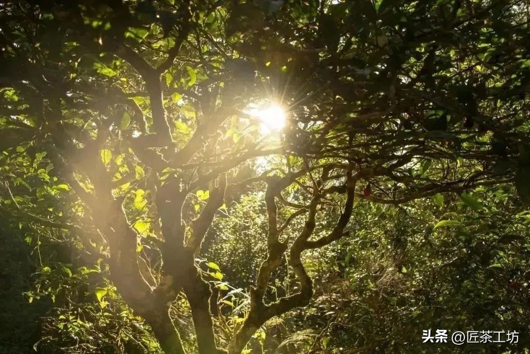 为什么只有曼松才被誉为贡茶,曼松皇家贡茶