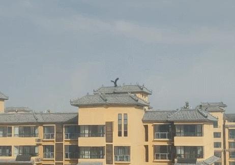 河北出现大鸟喜鹊追随,河北上空惊现大鸟原视频