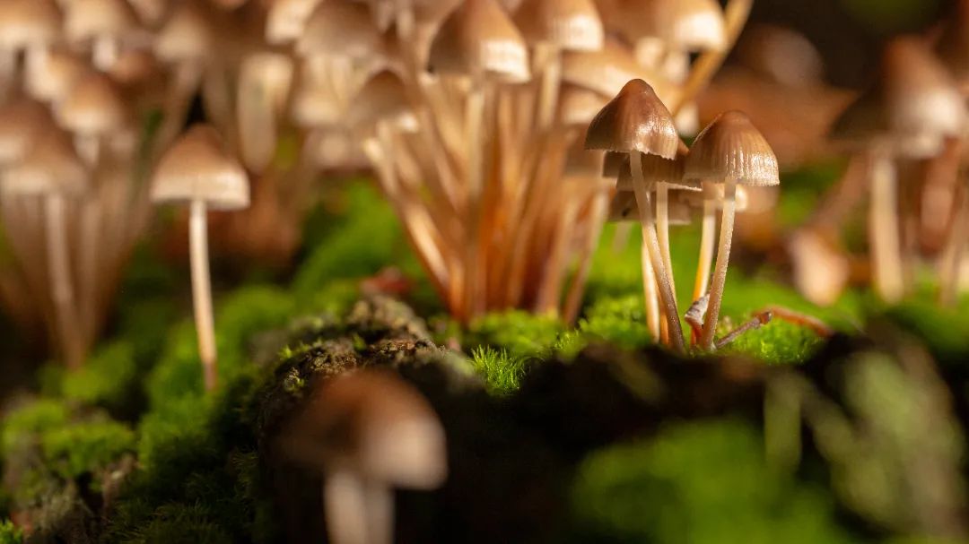 不做“菇勇者”！野生毒蘑菇又双叒叕“冒头”，防雷秘诀戳这里→