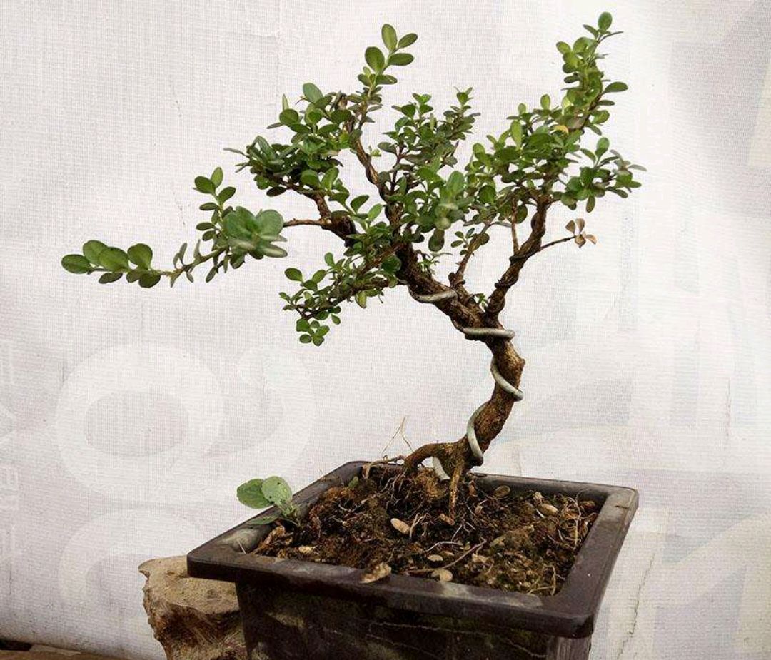 珍珠黄杨适合什么地方栽培,九顶山珍珠黄杨养护