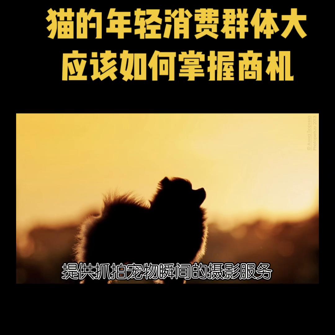 猫市场怎么买猫不被坑,宠物市场挑猫的正确方法