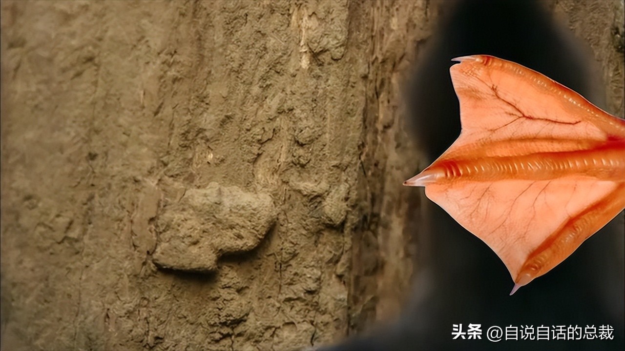 鸭：一鸭战四虎？弹射胜航母？鸭子的真相，也许超乎你的想象