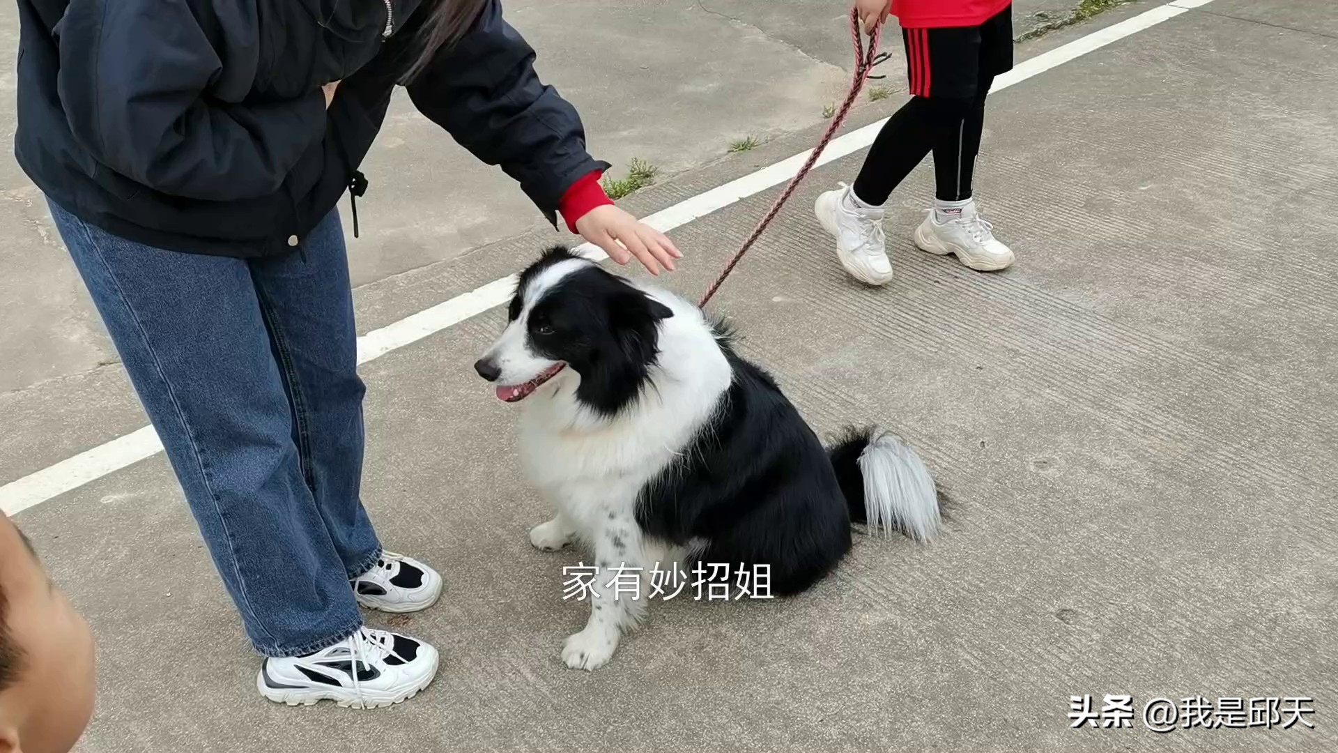 被狗咬怎么才能不让它咬,被狗追咬自救的方法