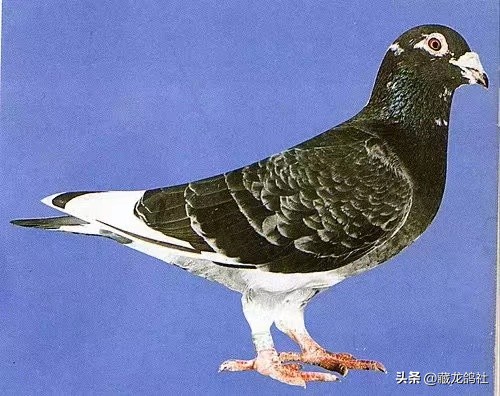 如何选一只好的种鸽,高手如何选择优秀种鸽