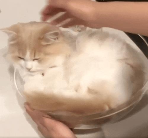 液体猫猫大合集！有毛巾嘛？我们家的小猫又流出来啦