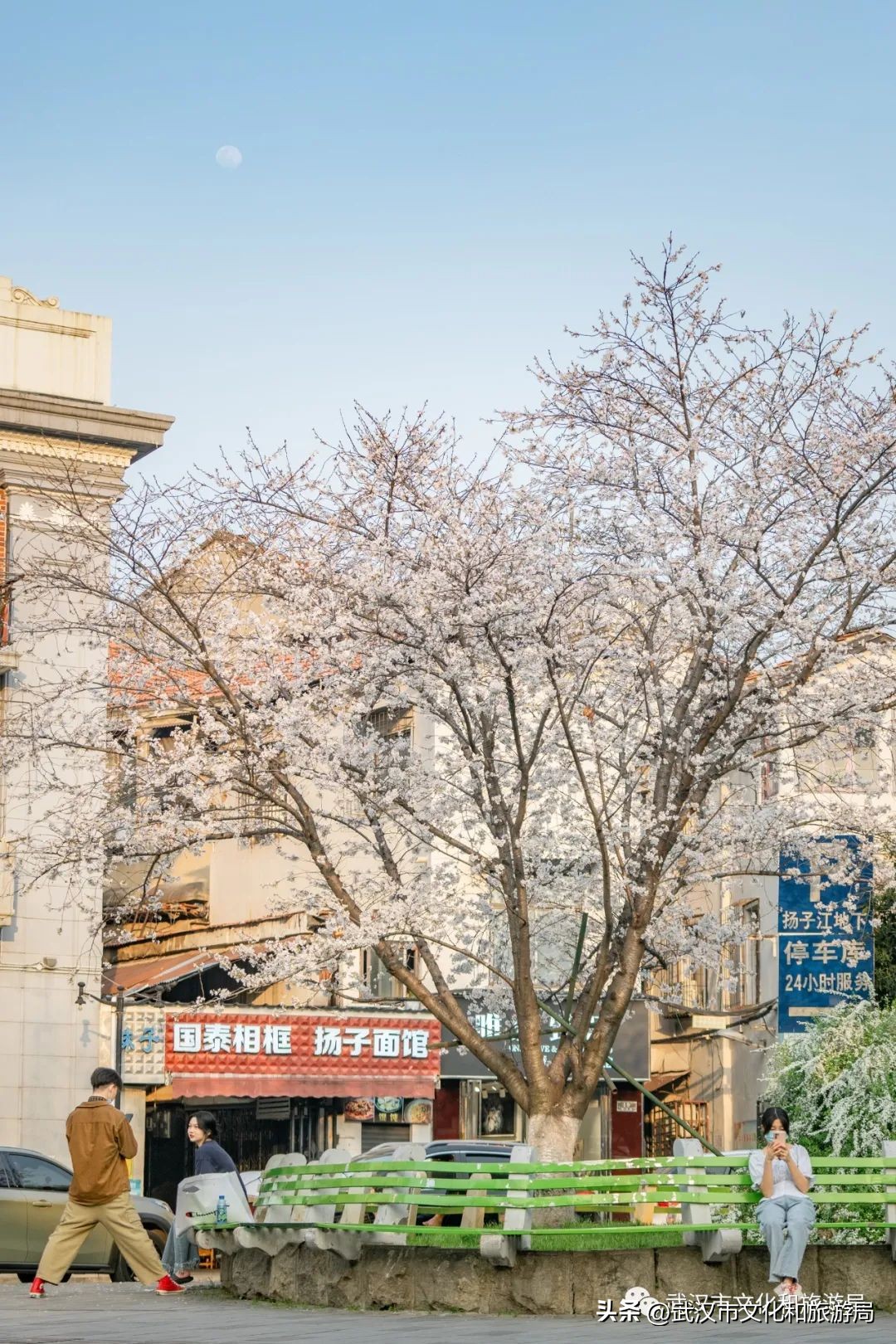 武汉不花钱看樱花地点,来武汉一定要看两坝一峡登黄鹤楼