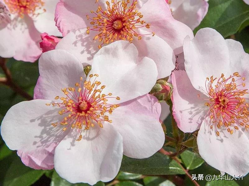 常见丰花月季品种一览,阳台盆栽丰花月季什么品种最好