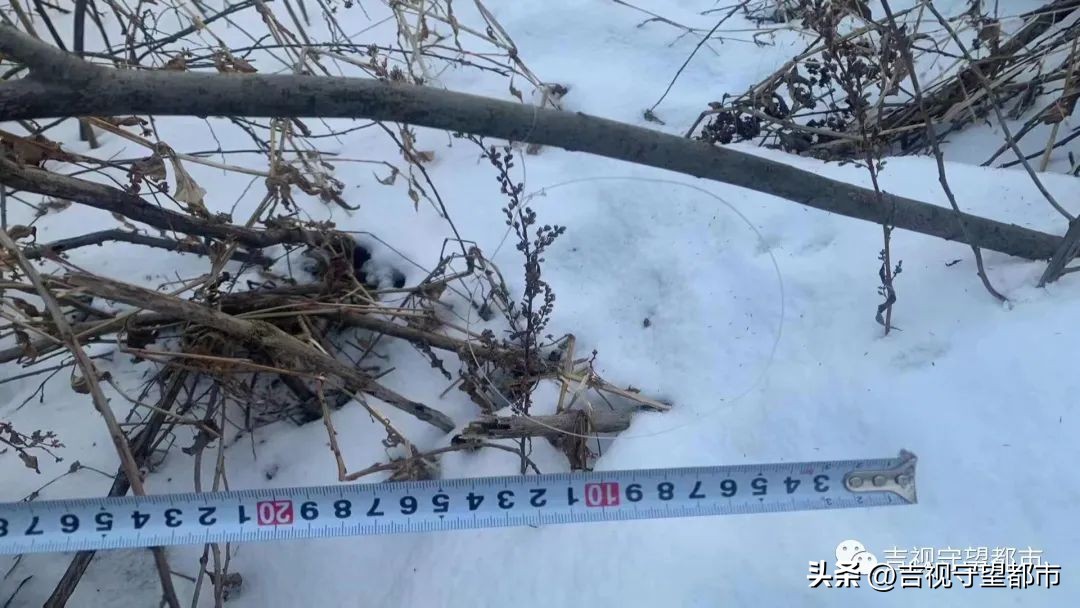 上山套野鸡，“三有动物”当年货？