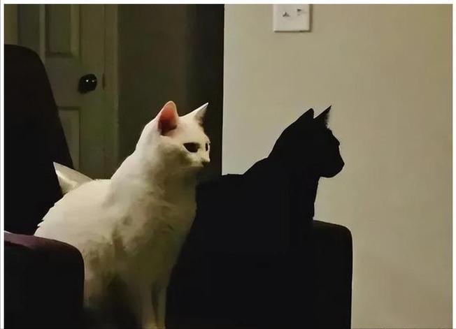 养别的猫和养黑猫的区别,千万不要养猫尤其是黑猫