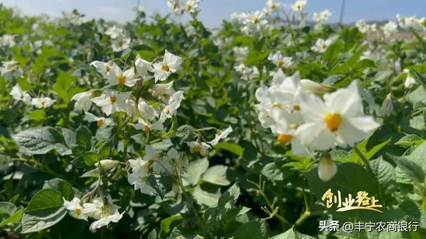 河北农商行创业贷款需要什么条件,丰宁农商银行快贷