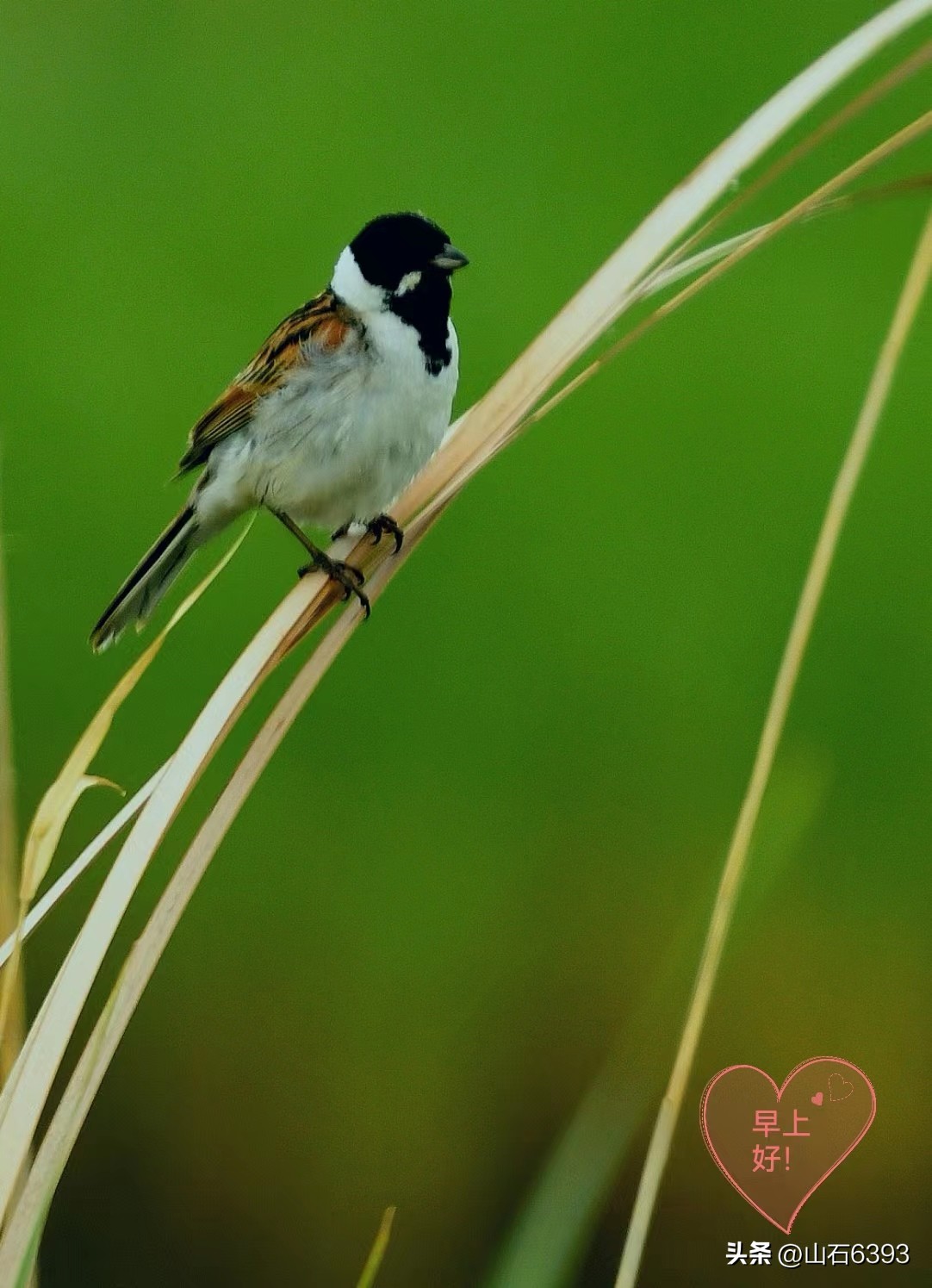 【战友美文】丁献礼“小诗余味”39：《晒黄瓜干》