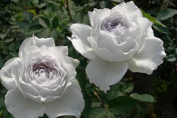 白花月季汇粹：白雪公主、藤冰山、婚礼之路、波莱罗、加百列