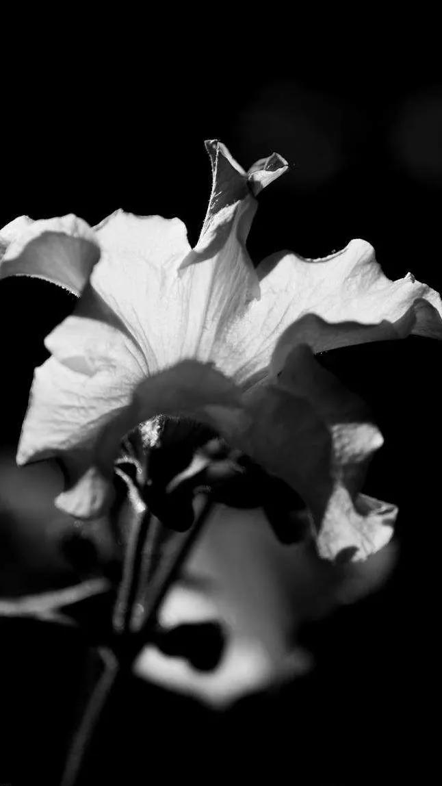 黑暗系壁纸黑底文字,黑暗色系的壁纸