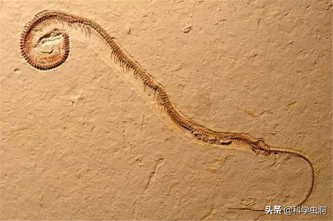 为什么毒蛇杀不死无毒蛇,毒蛇打死只留无毒蛇影响生态吗