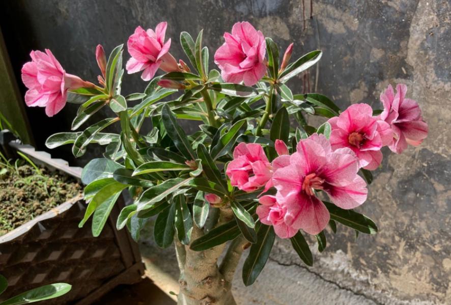 新手养花教你几个小技巧,新手想养花最好简单3步