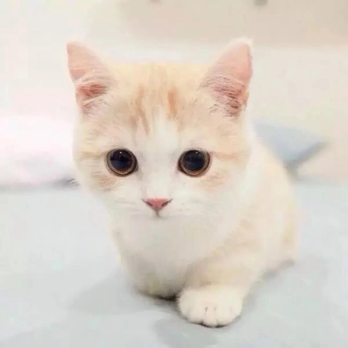 猫咪宝贝歌词,猫咪宝贝dj加长版迪厅