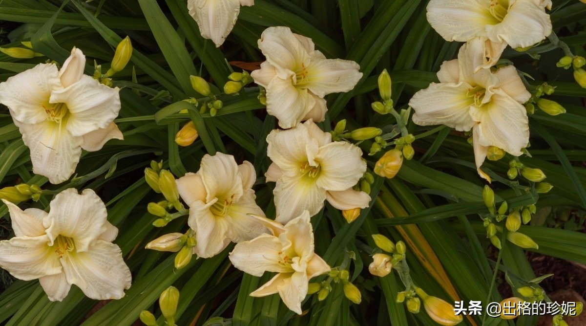 十大室内观花植物品种大全及图片,怎么区分绿色开花植物的各种类型